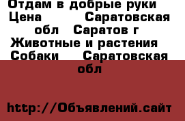 Отдам в добрые руки. › Цена ­ 100 - Саратовская обл., Саратов г. Животные и растения » Собаки   . Саратовская обл.